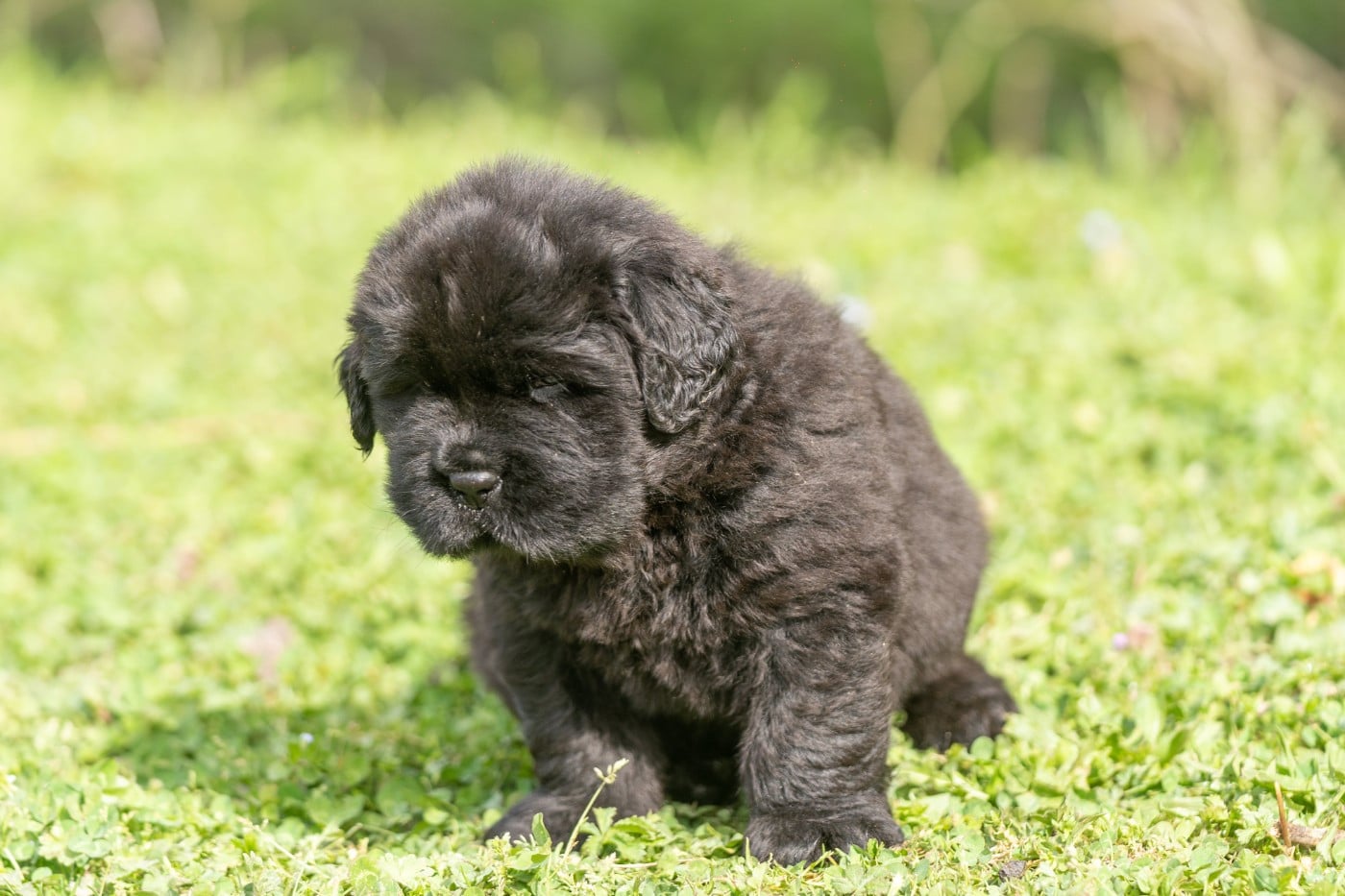 Batman - Terre-neuve