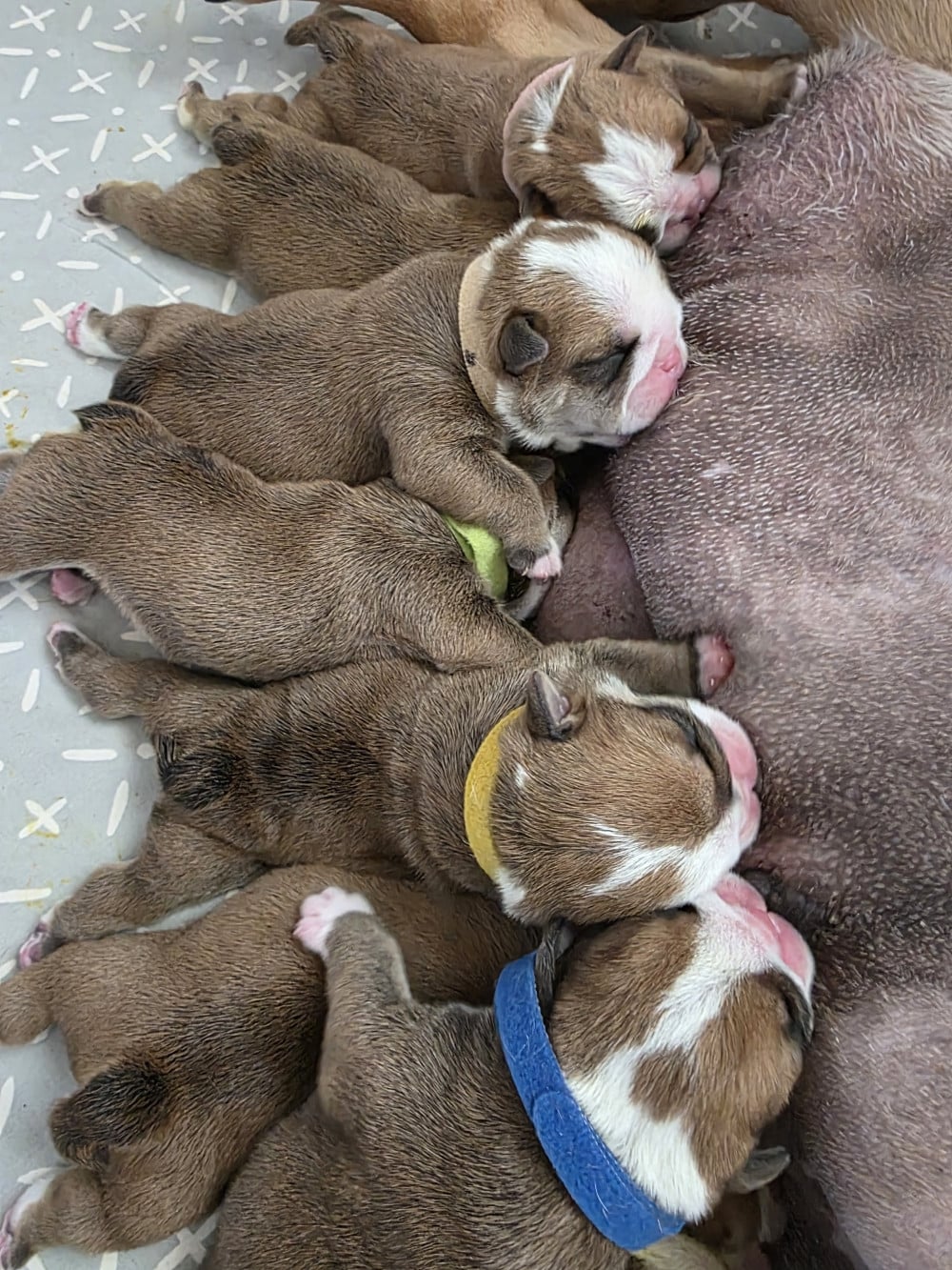 Bulldog Anglais - au Clos d'Autrefois