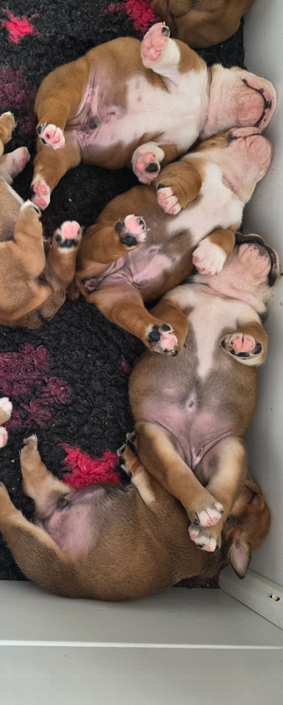 Bulldog Anglais - au Clos d'Autrefois