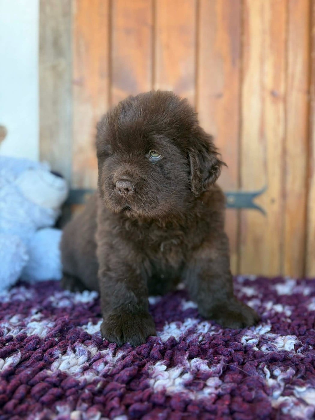 Terre-neuve - au Clos d'Autrefois