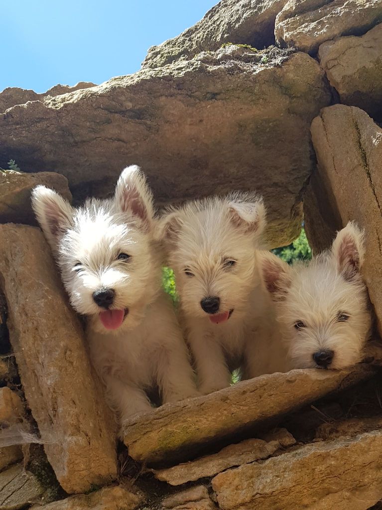 chiot West Highland White Terrier au Clos d'Autrefois
