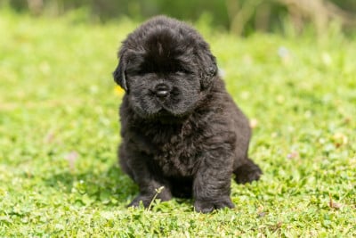 Les chiots de Terre-neuve