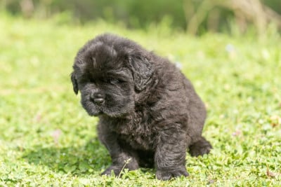 Les chiots de Terre-neuve