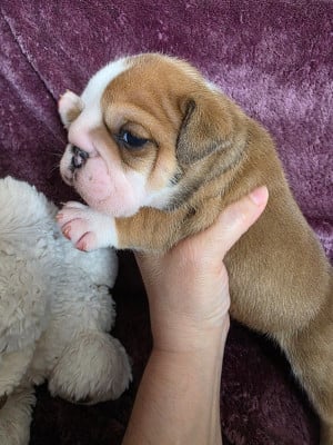 Les chiots de Bulldog Anglais