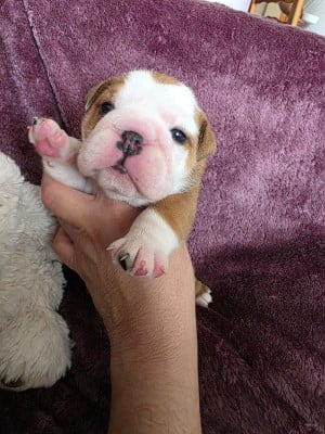 Les chiots de Bulldog Anglais