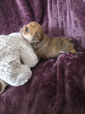 Les chiots de Bulldog Anglais