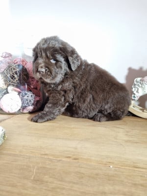 Les chiots de Terre-neuve