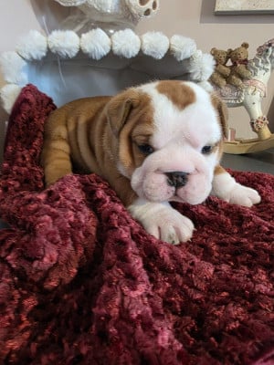 Les chiots de Bulldog Anglais
