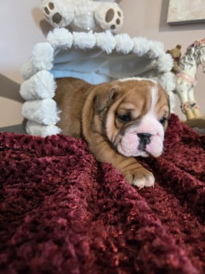 Les chiots de Bulldog Anglais