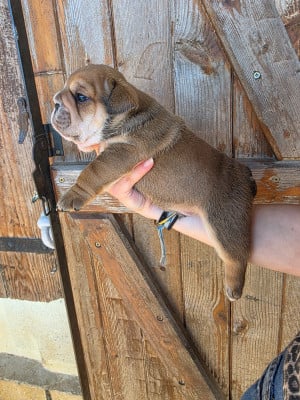 Les chiots de Bulldog Anglais