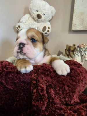 Les chiots de Bulldog Anglais