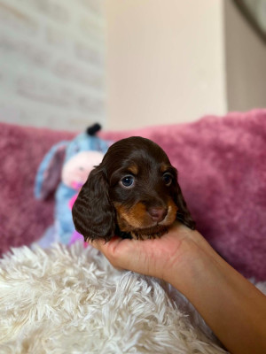 Les chiots de Teckel poil long