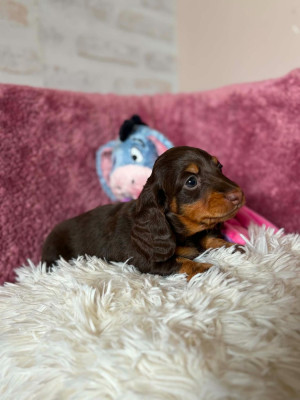 Les chiots de Teckel poil long