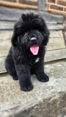 Les chiots de Terre-neuve