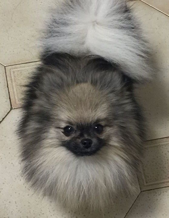 Publication : Perles Argentées