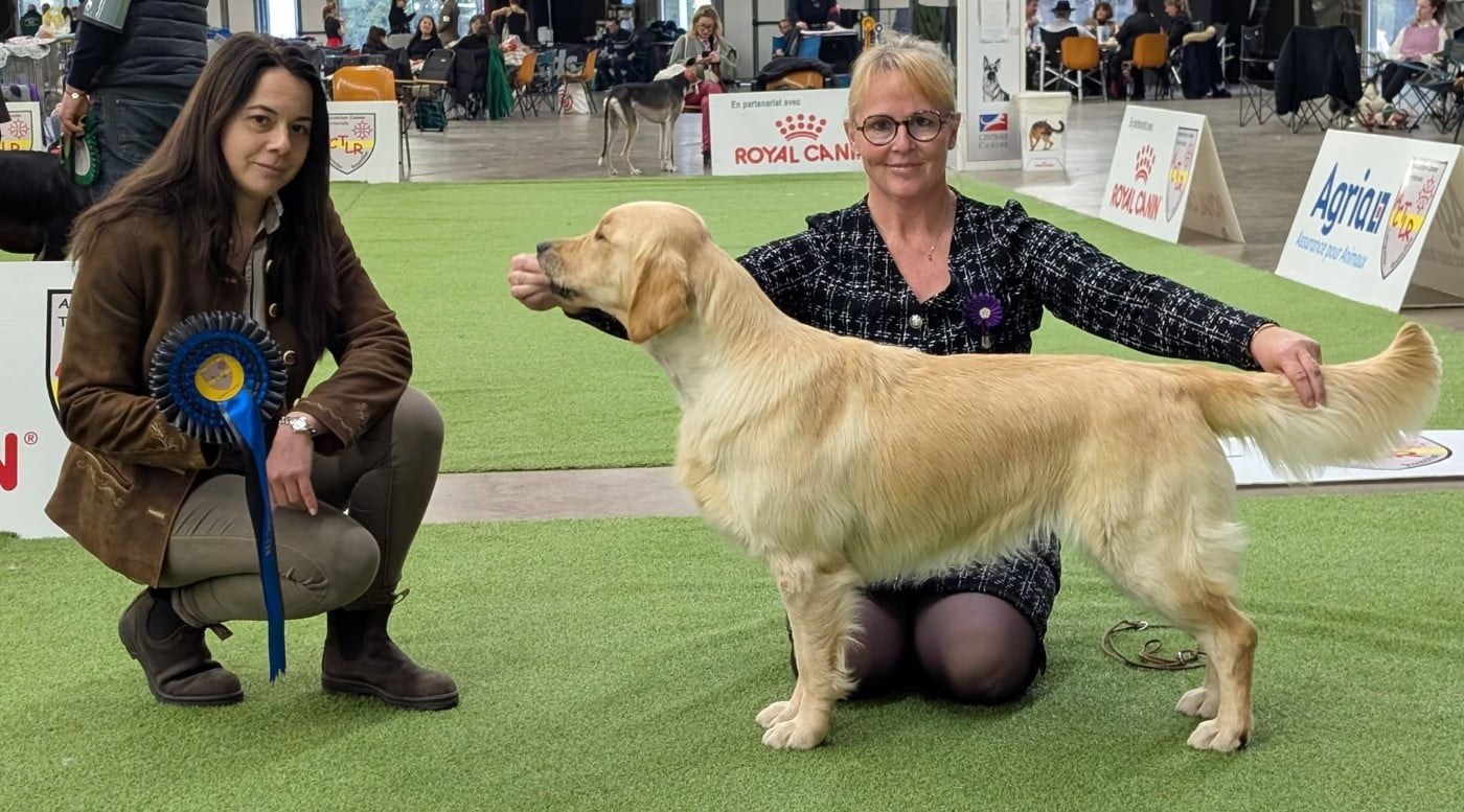 CH. Victorious yumi Des Puppys Goldens Love