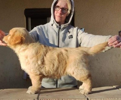 Golden Retriever - Des Puppys Goldens Love