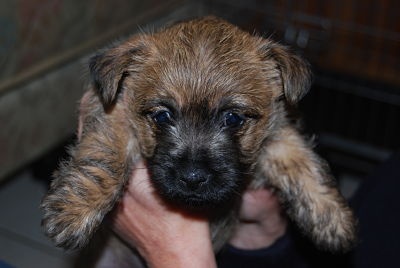 Publication : De Saint-Andéol Auteur : Jean-Jacques BRAVO