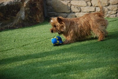 Publication : De Saint-Andéol Auteur : Jean-Jacques BRAVO