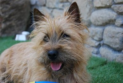 Publication : De Saint-Andéol Auteur : Jean-Jacques BRAVO