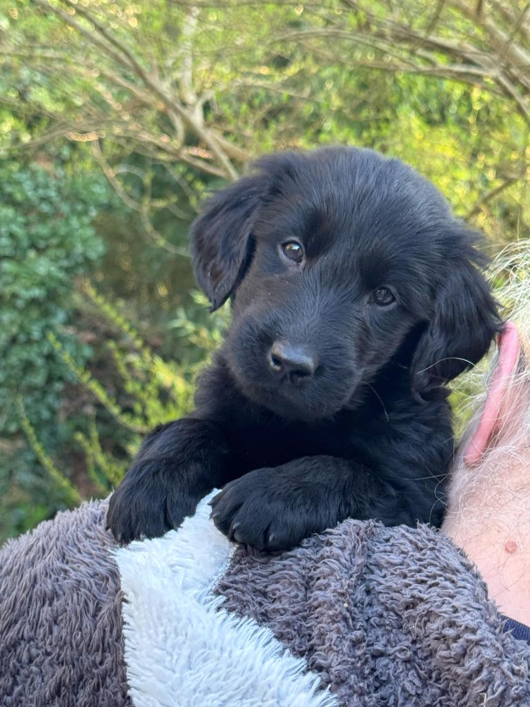 Flat Coated Retriever Chiot