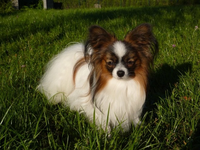 Publication : Du Triskell Des Cornouailles