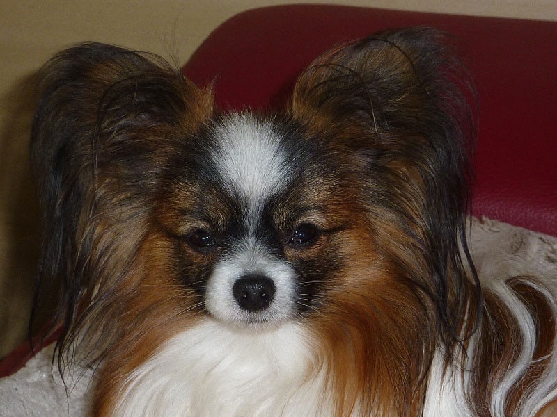 Publication : Du Triskell Des Cornouailles