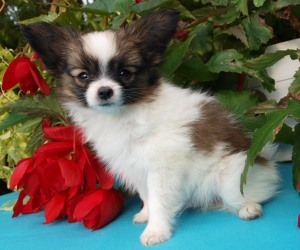 Publication : Du Triskell Des Cornouailles