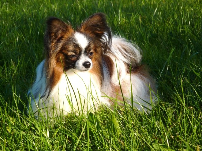 Publication : Du Triskell Des Cornouailles