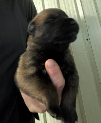 Les chiots de Berger Belge