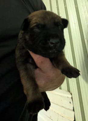 Les chiots de Berger Belge