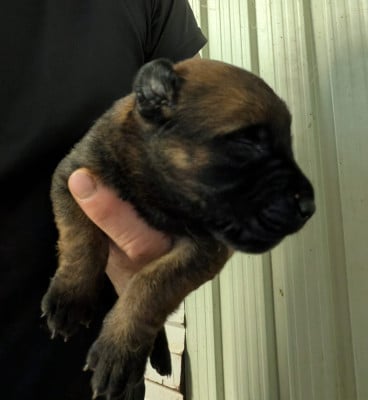 Les chiots de Berger Belge