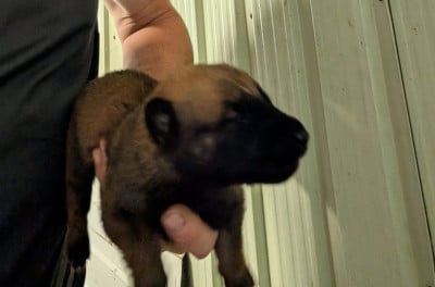 Les chiots de Berger Belge