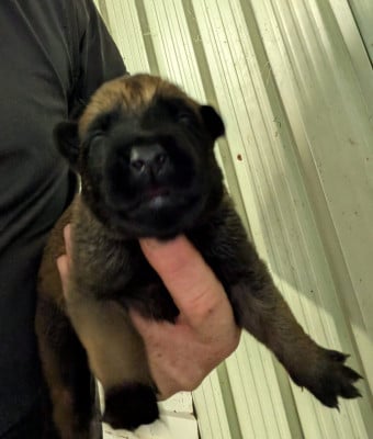 Les chiots de Berger Belge