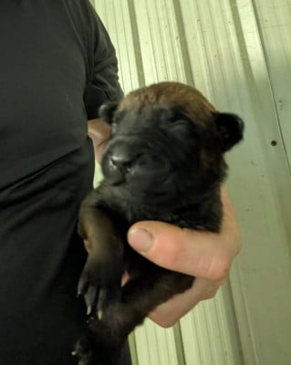 Les chiots de Berger Belge