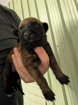 Les chiots de Berger Belge