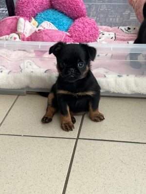 Les chiots de Griffon belge