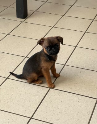 Les chiots de Petit Brabançon
