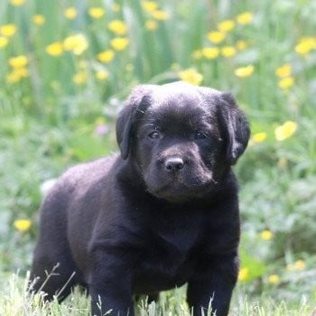 Chiot Labrador Retriever