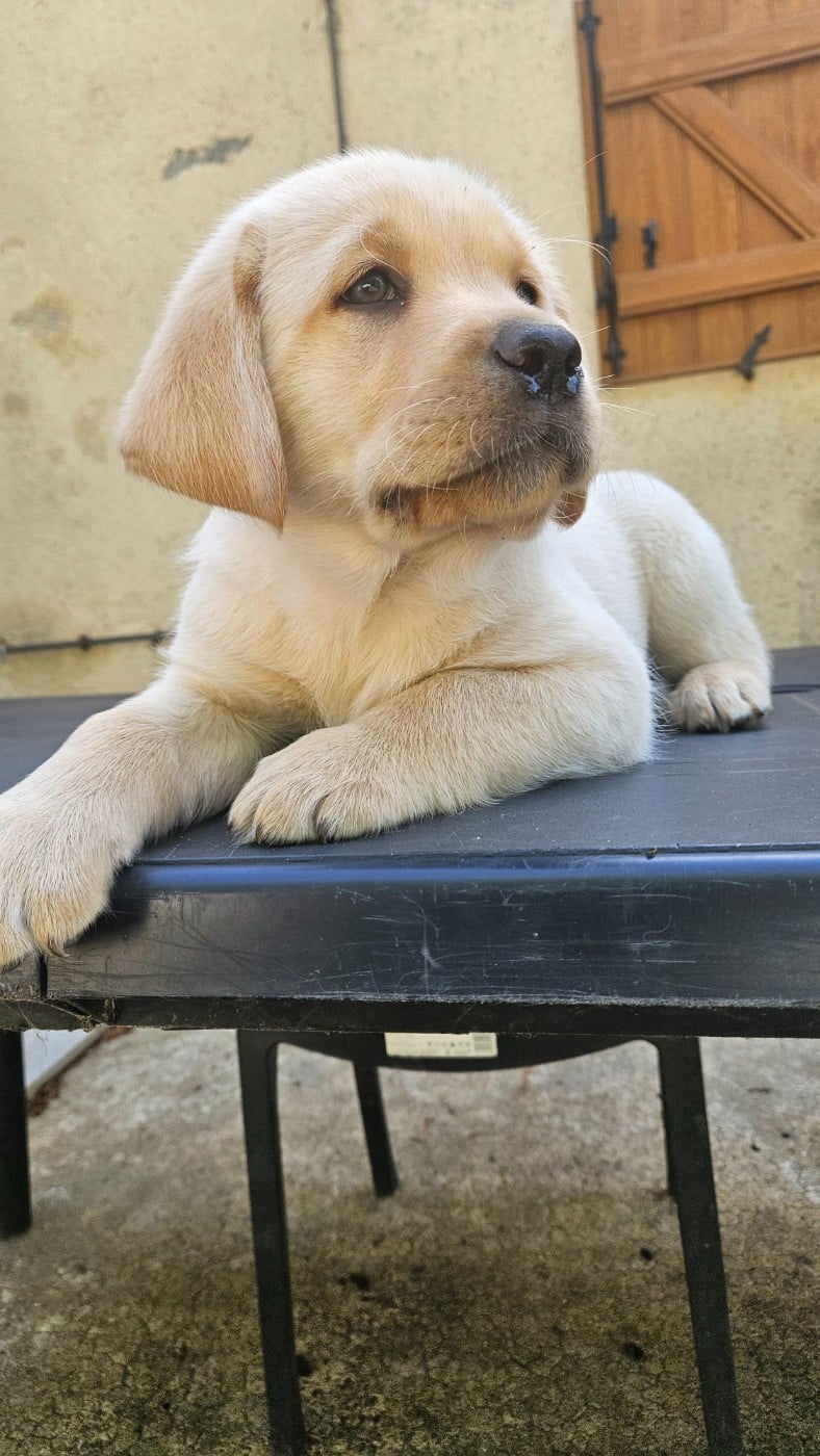 Chiot Labrador Retriever