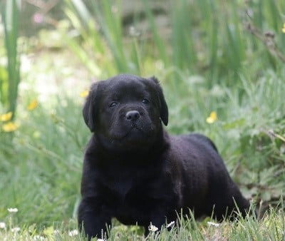 Les chiots de Labrador Retriever
