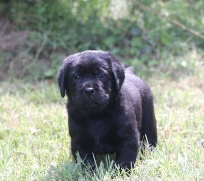 Les chiots de Labrador Retriever