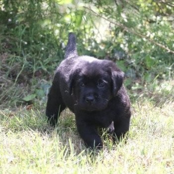 Les chiots de Labrador Retriever