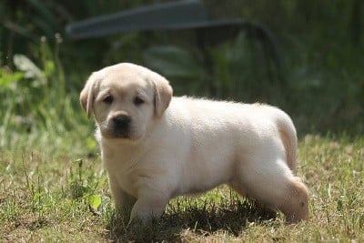 Les chiots de Labrador Retriever