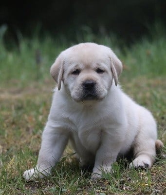 Les chiots de Labrador Retriever