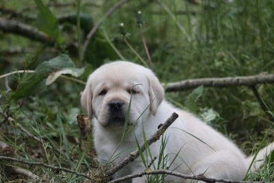 Les chiots de Labrador Retriever