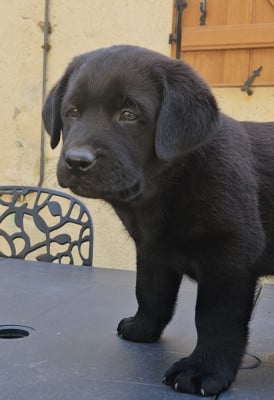 Les chiots de Labrador Retriever