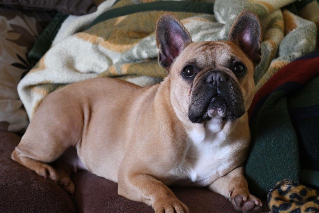 Publication : Of Havannah Staff