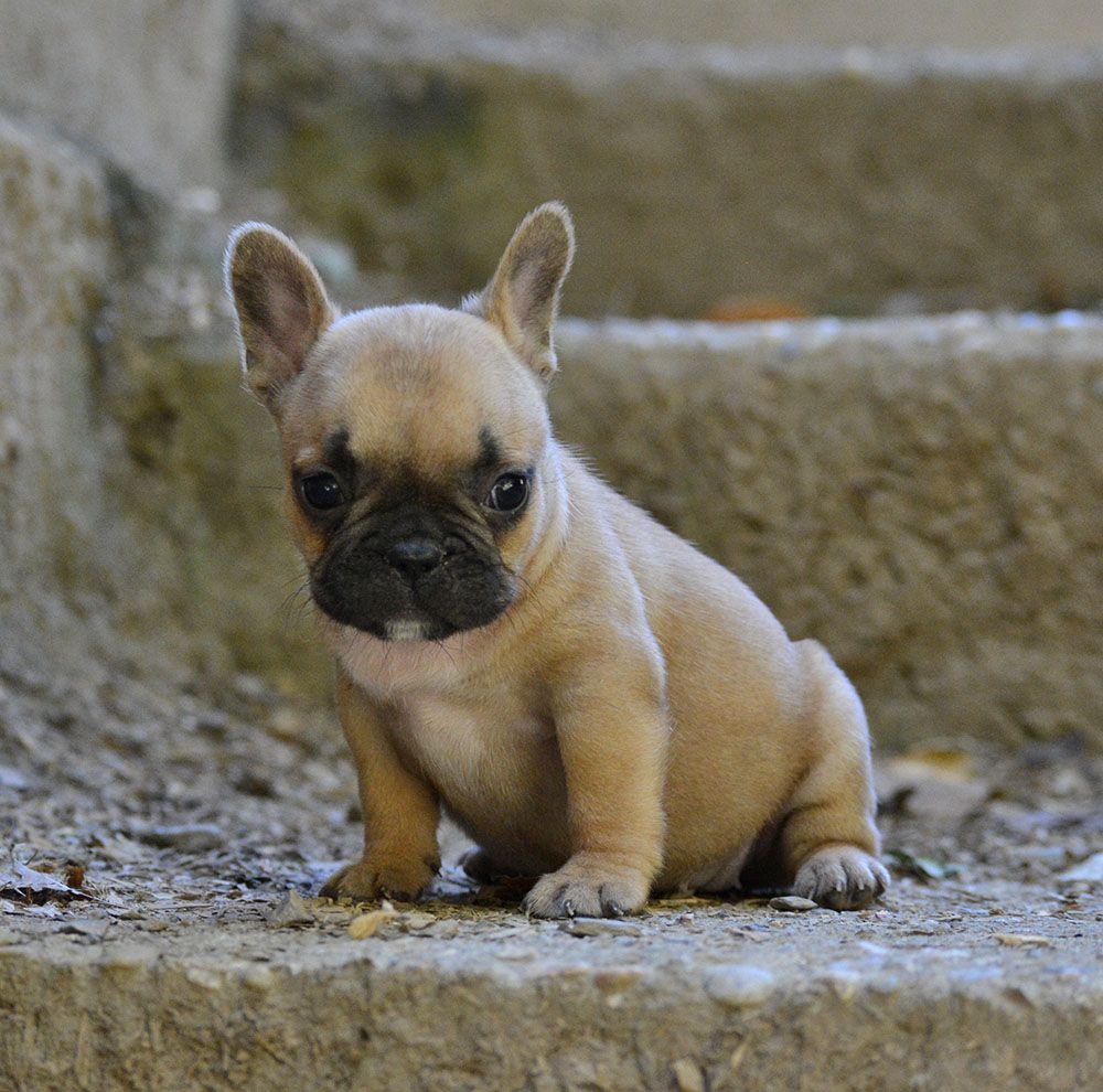 Chiot Bouledogue français, FEMELLE 2, femelle disponible