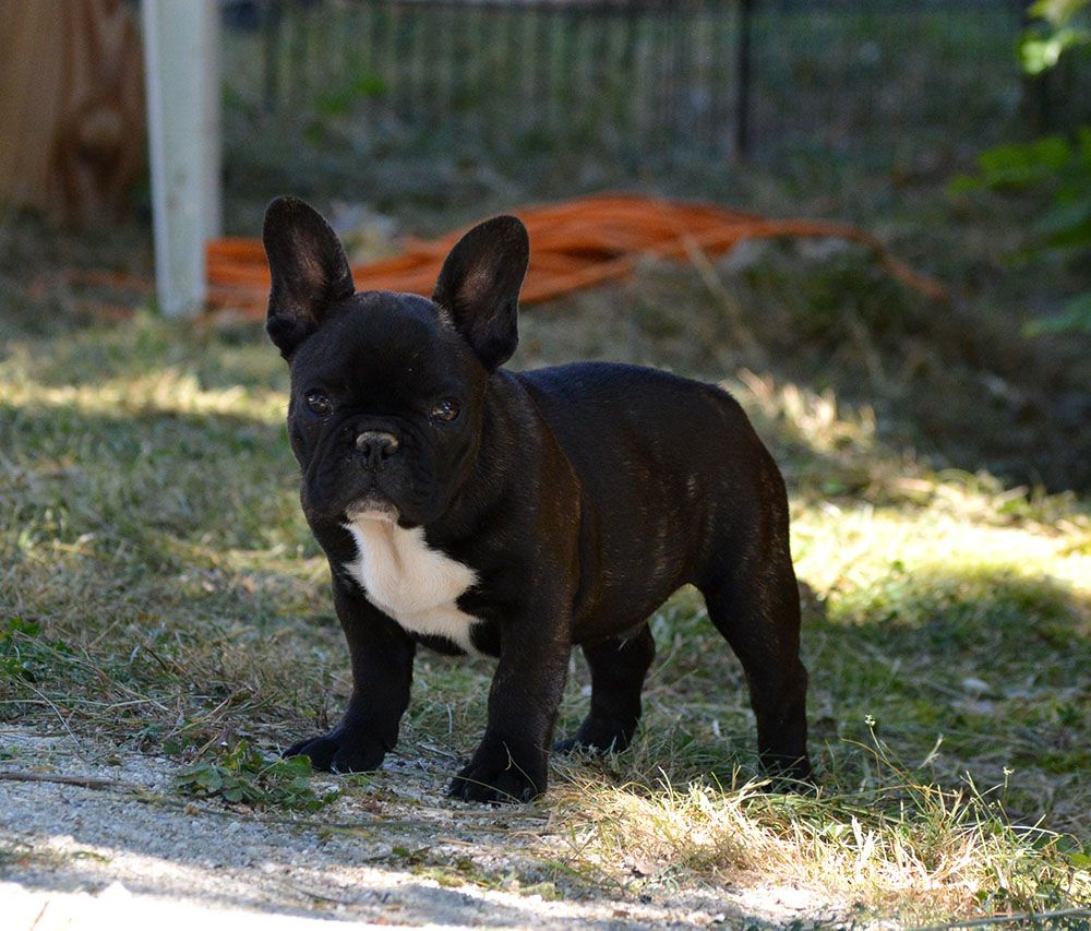 Chiot Elevage Of Havannah Staff eleveur de chiens Bouledogue français